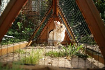 Domestic Rabbit