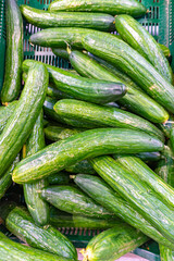 Green cucumbers sold in supermarket at grocery section