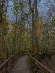 Congaree National Park in South Carolina 