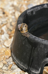 Common Garden Snail