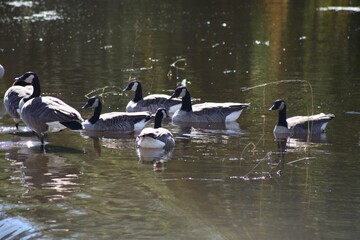 country goose swimming in the lake
