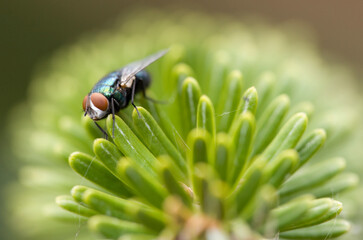 Blue bottle fly