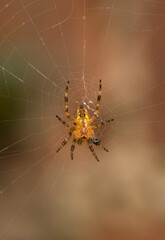 Garden Spider