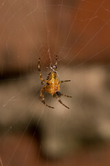 Garden Spider