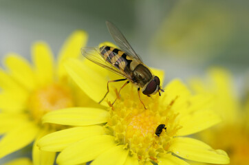 Hoverfly