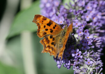 Obraz premium Comma Butterfly