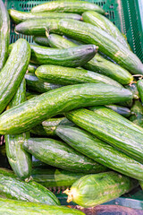 Green cucumbers sold in the grocery store at supermarket