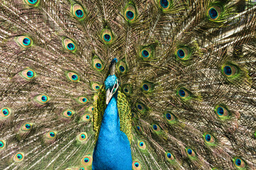 Fototapeta premium animal 
