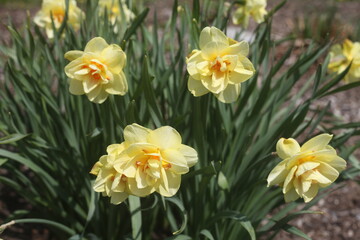 daffodils in the garden