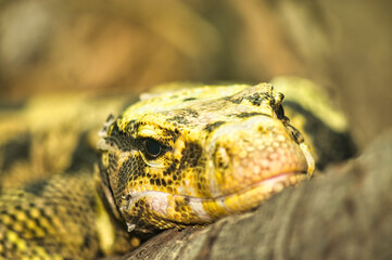 Obraz premium animal 