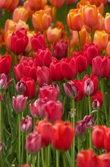 red and yellow tulips