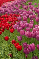field of red tulips