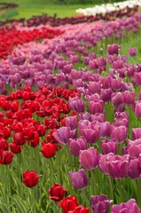 field of red tulips