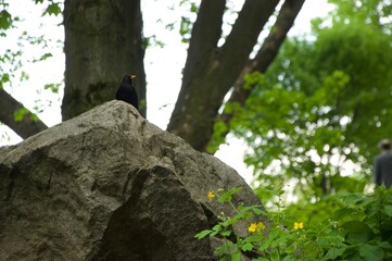blackbird on the stone in the forest