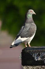 pigeon on the fountain