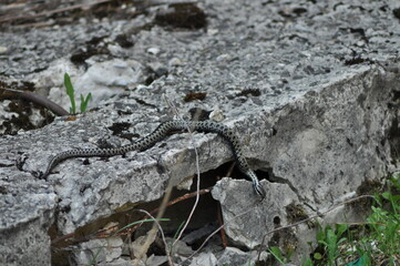 snake on the beton 