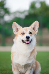 welsh corgi pembroke walks in the park