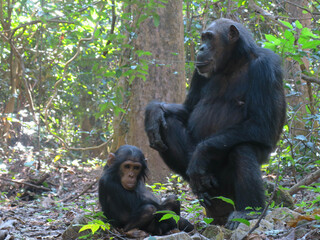 A female adult and juvenile chimpanzee sitting facing each other in the forest.
