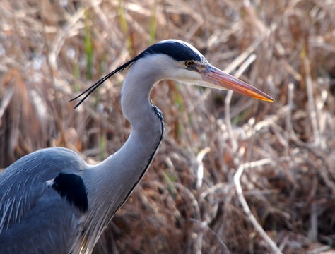 grey heron standing with reed in background