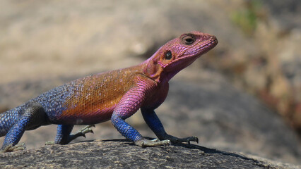Naklejka na ściany i meble Side profile of the colorful Mwanza flat-headed agama on a rock. The males have bright pink and blue scales. The background is blurred and out of focus.