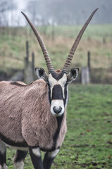 animal 