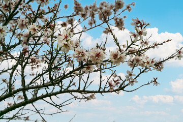 Beautiful almond blossom with blue sky with clouds blurred in the background