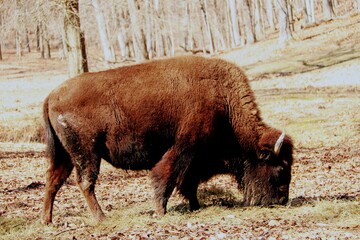 american bison in park
