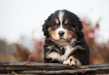 Lovely Bernese Mountain Dog puppy autumn