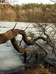 overturned tree over ice cover