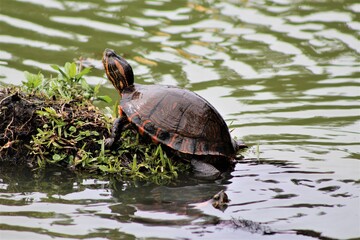 Obraz premium turtle on the water