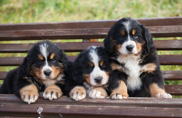 Lovely Bernese Mountain Dog puppy autumn