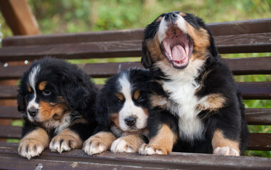Lovely Bernese Mountain Dog puppy autumn
