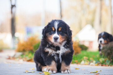 Lovely Bernese Mountain Dog puppy autumn