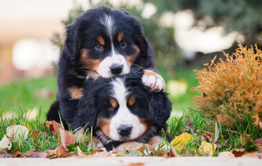 Lovely Bernese Mountain Dog puppy autumn - obrazy, fototapety, plakaty
