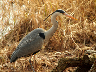 Fototapeta premium grey heron standing with reed in background