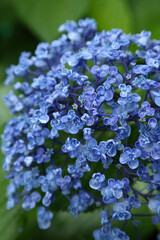 雨に濡れるウズアジサイ
