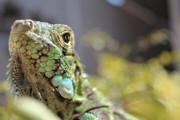 Green Iguana