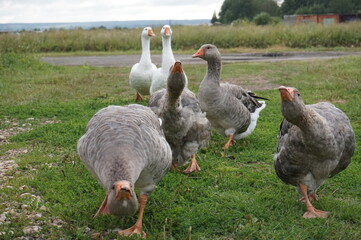 geese in the field