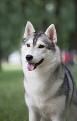 Siberian husky in the nature