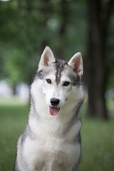 Siberian Husky  dog in the park