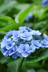 アジサイ　フェアリーアイ　花