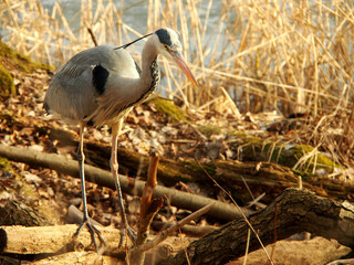 grey heron standing with reed in background