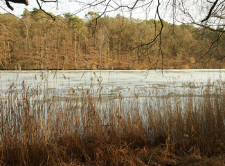 overview frozen lake with reed and forest