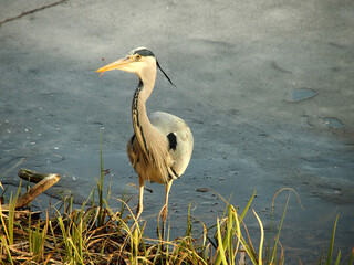 grey heron is standing in front of ice covered lake