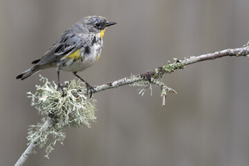 Yellow rumped warbler perched on a lichen covered branch