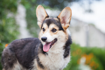 Portrait of a welsh corgi cardigan puppy