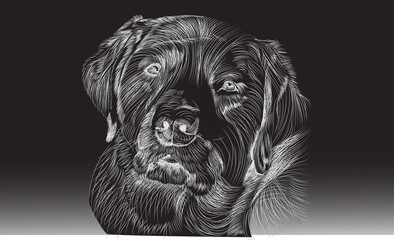 Line art of black Lab portrait on dark background with graduated tone