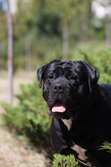 Obraz premium cane corso in the park