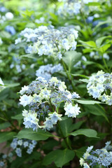 あじさい　星花火