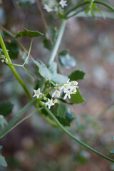 White staminate panicle inflorescences bloom on Chilicothe, Marah Macrocarpa, Cucurbitaceae, native monoecious herbaceous perennial vine in Topanga State Park, Santa Monica Mountains, Winter.